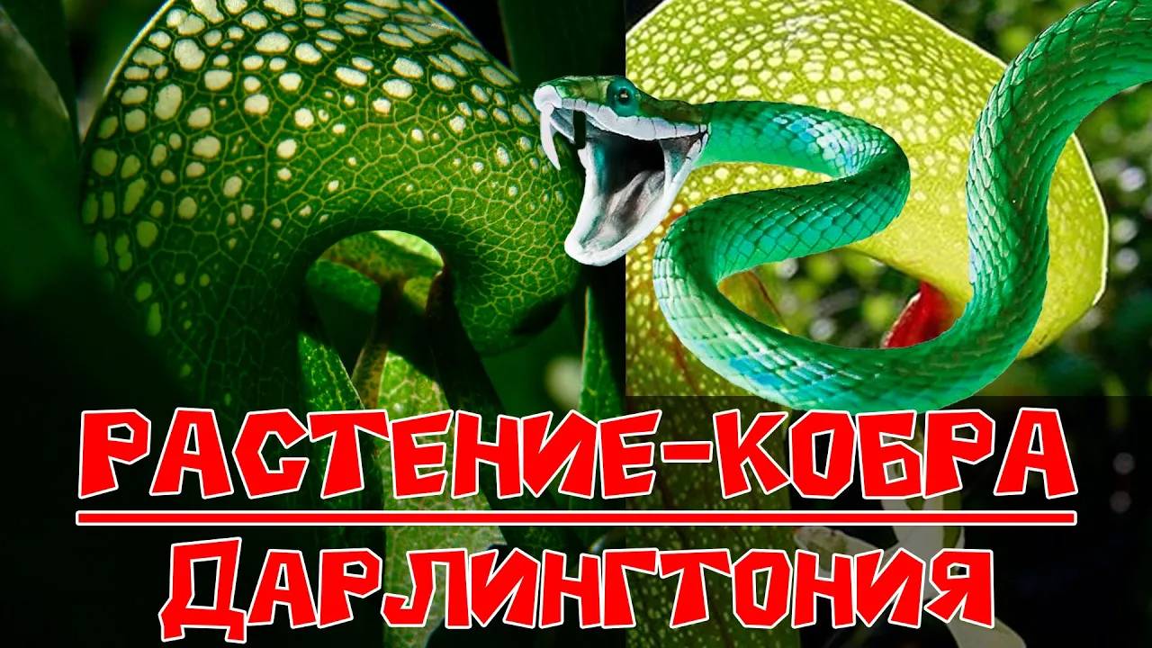 Растение-кобра, Дарлингтония!