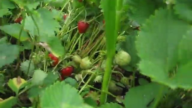 Клубника Лорд поспела смотреть онлайн