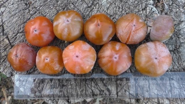 Хурма Виргинская (видовая). Морозостойкая. смотреть онлайн