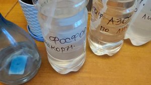 Калибрахоа. Пропадают маточники, что делать?