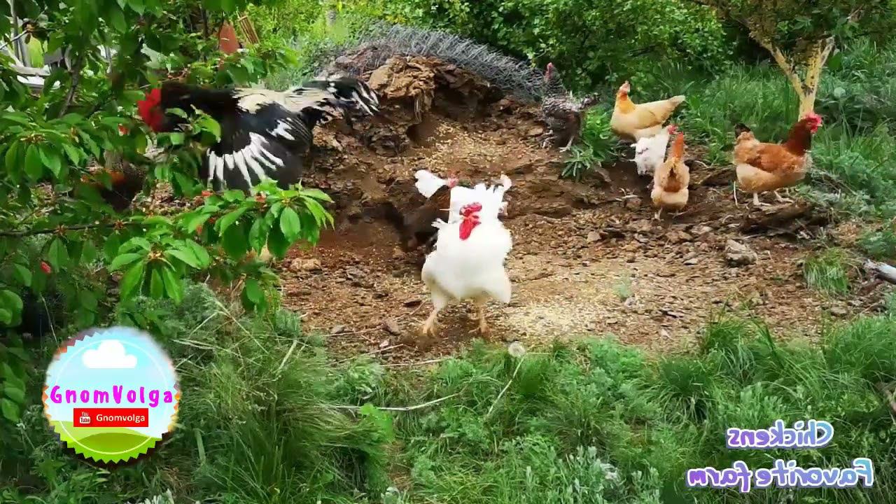 Проблемы с птицей купленной на рынке часть 2
