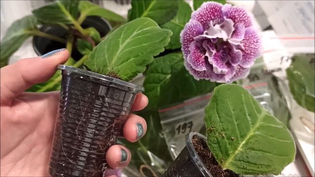 ГЛОКСИНИИ 🌺 Укорененный и свежий лист
