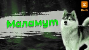 Магия Маламутов: Порода, которая завораживает своим характером