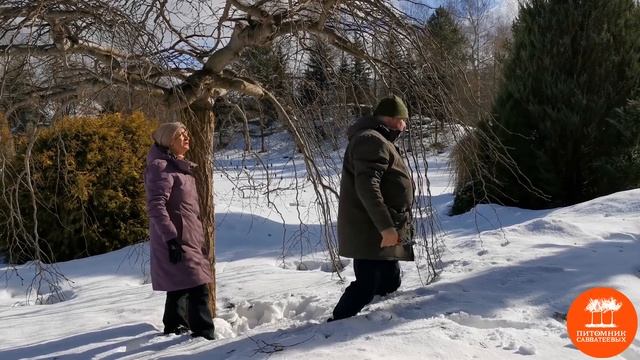 Обрезка деревьев с плакучей кроной. Вяз шершавый "Кампердоуни"