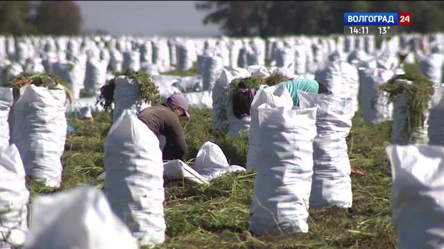 Волгоградская область – в тройке лидеров по производству овощей смотреть онлайн