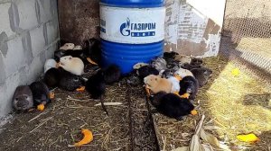 Сколько щенков нутрий мы получили?