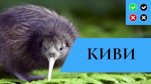 КИВИ – интересные факты