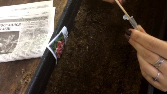 ПОСЕВ петуньи и первые всходы смотреть онлайн