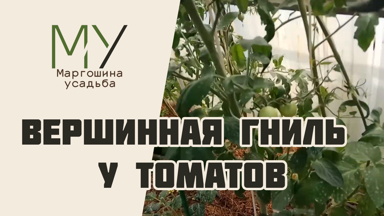 Как избавиться от вершинной гнили у томатов