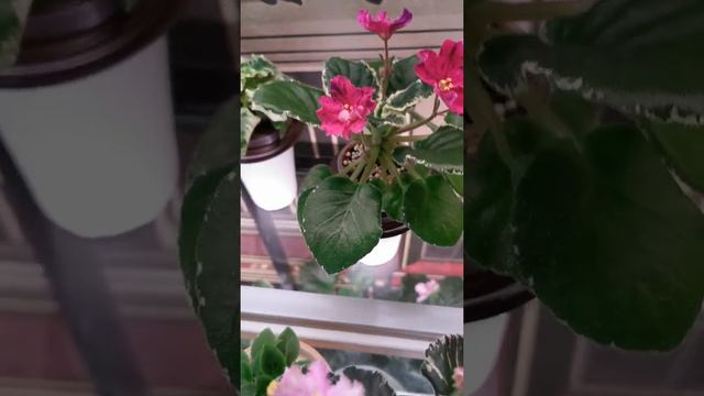 Цветущие фиалки, февраль 2022 смотреть онлайн