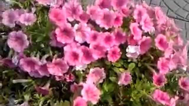 Шар петуньи. смотреть онлайн