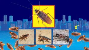 Блокбастер гель от тараканов,  победа будет за вами