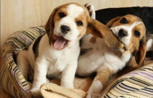 Милые и смешные щенки бигль - подборка видео #1