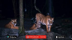 Ночное Сафари – Введение – Сингапур – Аудиогид – MyWoWo Travel App