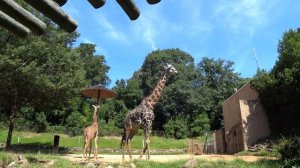 Наконец мы в него попали! Известный зоопарк в Гринвиле Южная Каролина / Выходной в США влог