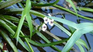 Трудовая рыбалка на реке Сок Один на реке