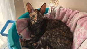 Cornish Rex talking/Кошка Корниш-рекс общается