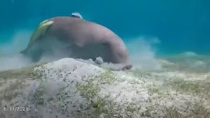 МАРСА МУБАРАК на Яхте в Марса Алам_ дюгони в Египте в красном море _ дюгонь в Марса алам_порт галиб