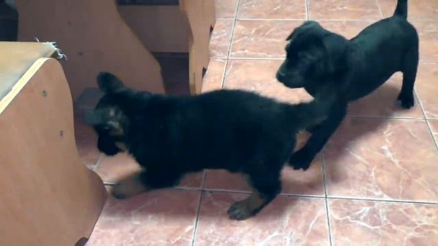 Как Щенок Немецкой овчарки Кане Корса усмирил. Meeting German Shepherd puppy and Cane Corso. смотреть онлайн