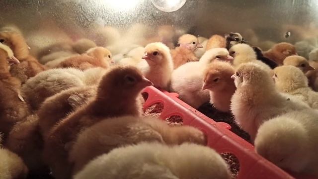 Пропойка цыплят несушек в первый месяц жизни//Как вырастить здоровую птицу смотреть онлайн