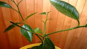 По каким причинам у лимона опадают листья.