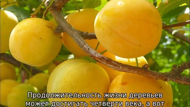 Колоновидная слива смотреть онлайн