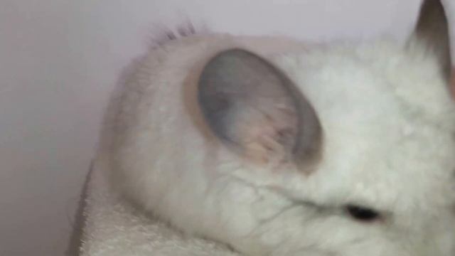 Chinchilla white royal persian angora смотреть онлайн