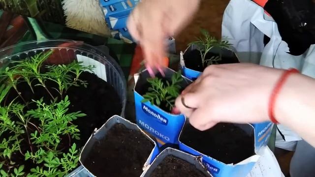 КАК ВЫРАСТИТЬ БАРХАТЦЫ В ДОМАШНИХ УСЛОВИЯХ ✿❀✿ смотреть онлайн