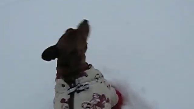 Зимняя одежда  и  удобная обувь для собаки