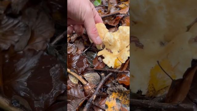 Foraging hedgehog mushrooms and how to identify them safely