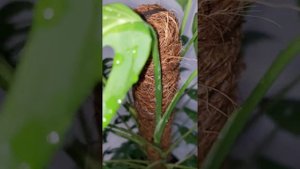 Монстера Адансона. Monstera Adansonii.