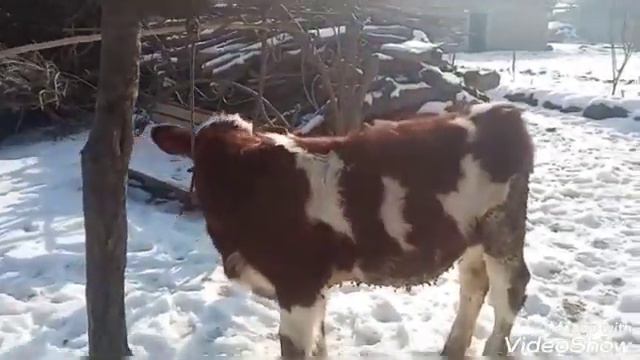 20 января 2023 г. Букачаи сементал  тоза 4 моха