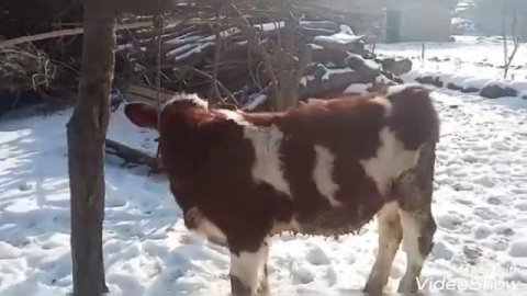 20 января 2023 г. Букачаи сементал тоза 4 моха