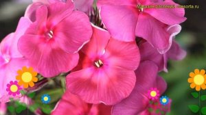 Флокс метельчатый Травиата. Краткий обзор, описание характеристик phlox paniculata Traviata