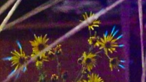 Механический патефон волосы дыбом музыка песня Библия изолятор молнии, Каменный уголь.