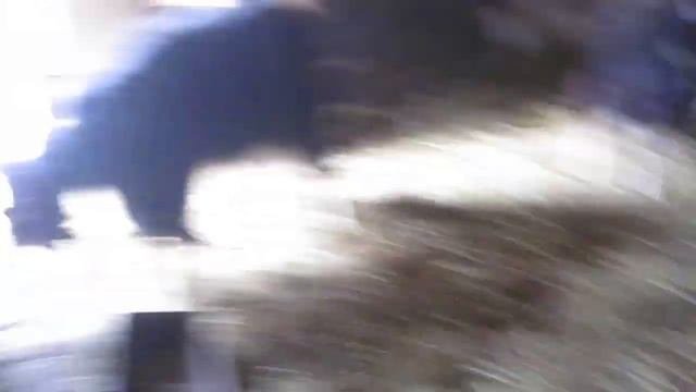 Весна и новый приплод. Семеро козлов.