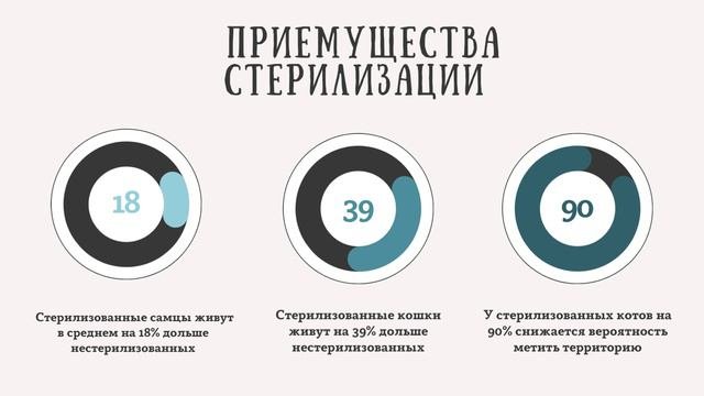 стерилизация животных социальная реклама