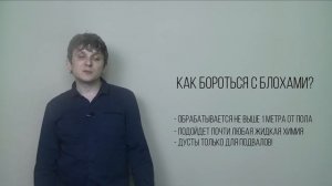 Завелись блохи. Что делать?