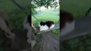 Кот качается на качели)))