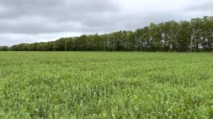 Горох Аксайский Усатый 7. 22.05.2023