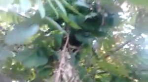 Грецкий орех средней полосы России