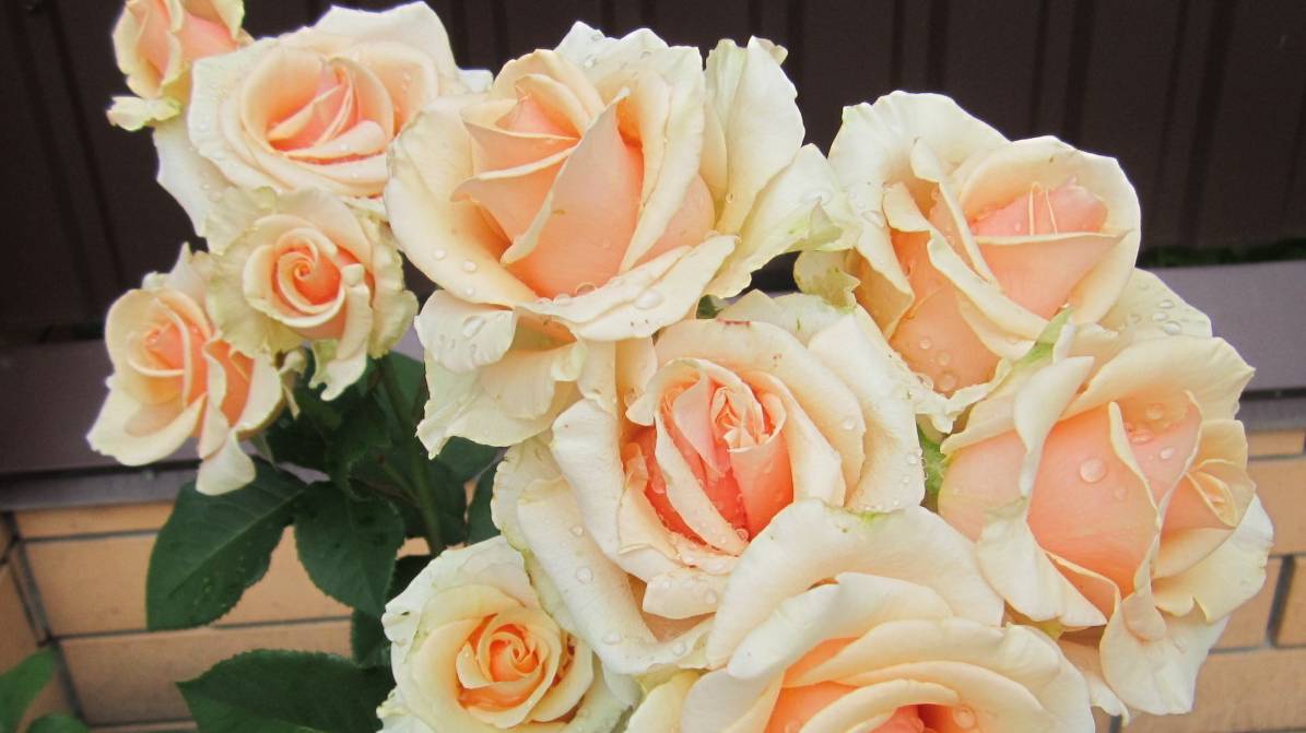 Любимая женщина#Музыка