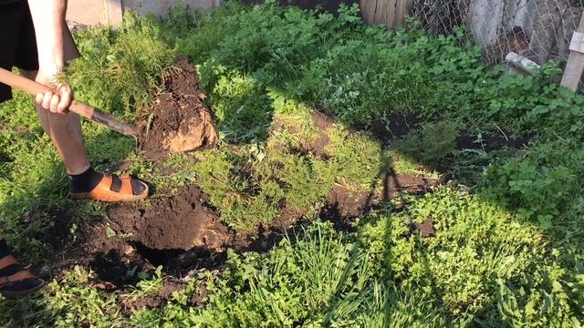 КАК ПРАВИЛЬНО ПОСАДИТЬ ТУЮ Своими Руками смотреть онлайн