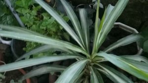 ibat ibang uri ng halaman/ silver buttonwood plant sobrang ganda....