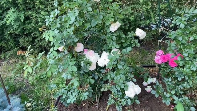 Розы. Какие же шикарные сорта я выбрала в свой сад. Новинки, которые украсят любой сад. ???