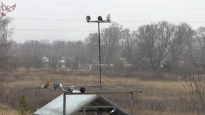 Голуби - чужаки, что с ними делать?