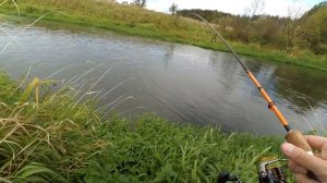 Голавль на Chubby Minnow 35SP! В промежутках между дождём...