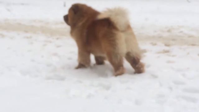 Чау Чау Арсик на прогулке смотреть онлайн