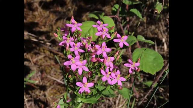Centaurium erythraea Greece by Theo Fotiadis смотреть онлайн