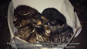 Почему кошка прячет котят — переносит в разные места и что делать